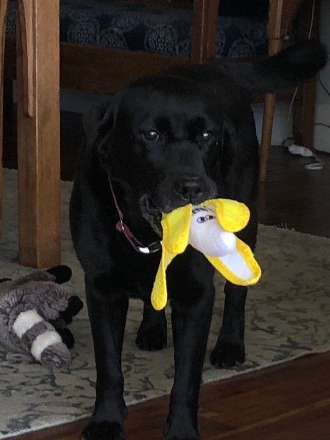 Hannah Banana's, Barking specialist, profile picture